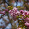 今週も続きます桜「菊桜」