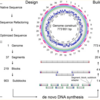 In vitro合成用にゲノムを分割する Genome Partitioner