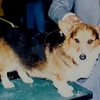 WELSH CORGI PEMBROKE