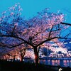 夜桜めぐり