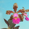 Cattleya schilleriana x sib.(`Sanderiana`×`Hayashima') 
