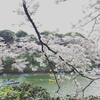 千鳥ヶ淵の桜を見に行こう