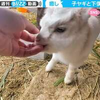 生後10日の子ヤギが“激おこ” 直後に飼い主の指を“ハミハミ”　「可愛さハンパない」45万人が悶絶