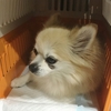 犬の歯周病 その３