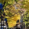 ２０２０・１２・４　日本大通りの黄葉はようやく見頃。横浜公園・彼我庭園は紅葉ライトアップ。