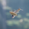 モツゴ Pseudorasbora parva