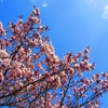 桜満開の散策路　北海道神宮、札幌円山公園案内