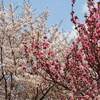 臥龍桜 開花状況 ２０２１年 見頃に？