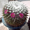 サボテンの花
