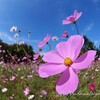 【秋桜（通常撮影編）】コスモス＠小金井公園