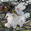 今頃3月の桜の写真を載せる。今日は朝散歩。