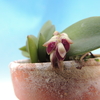 Pleurothallis recurva (red)