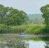 鹿沼（未確定）（北海道厚真）