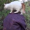 肩に乗って散歩する猫（動画）