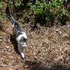 東北東部東離島のねこさん