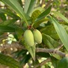 木犀は実を結ばない？