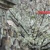 壬生寺の明星桜