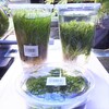 水草水槽の立ち上げご紹介(*^-^*)