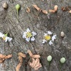 台の上の花と種たち
