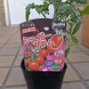 シュガープラム　ミニトマトの植え付けです