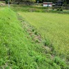 崩された畔と埋められた溝