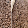 ホウレンソウとコマツナの発芽：種まき6日目