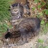 (=^・^=)お盆だというのに　＆　蘭