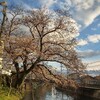 昨日のリベンジ、そして花見ラン