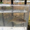 葛西用水路で小物釣り　葛西用水よ…お前もか…