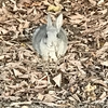 12月のうさぎ島（大久野島） 島中、落ち葉でいっぱいです。