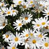 庭先の花