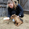 アイスランド（Iceland  🇮🇸）：　Reindeer Calves Receive Attention