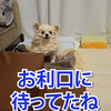 朝からひとりで話し続ける飼い主。