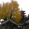 樹齢３００年小豆島西光寺の大銀杏と孤高の俳人尾崎放哉