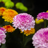 重陽の節句の日に💐危うい日本にいて大丈夫！？