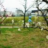 梅の花が咲いた梅小路公園