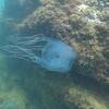 【沖縄県で1番ヤバいクラゲ！ハブクラゲに出会ったらどうする？】沖縄　離島　ハブクラゲ　毒クラゲ　危険生物　海洋生物