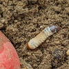 🍽ココスに初めていく、公園でカブトムシの幼虫と遭遇🐛