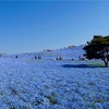 空×ネモフィラ×海が織りなすブルーの絶景。日本で一番の本数を誇る、ひたち海浜公園のネモフィラ畑