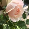 ギリシャ語で"不運な" 美しいバラ