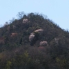 山桜がすでに満開　加西の山