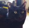 今日の黒猫モモ＆白黒猫ナナの動画ー７６３