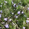 路傍に咲く小さな小さな花の野草です。