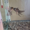 水換えが少なく順調な青文魚の水槽