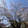 🌸六義園のしだれ桜🌸