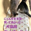 にゃんず冬支度～買って良かった☆「犬猫用ホットカーペット」