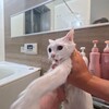 猫を洗う