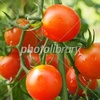 ミニトマト 家庭菜園