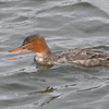 海辺の鳥（その３）ウミアイサなど