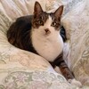 ぴーちゃんさんリクエスト　その１　ゴダイゴ！